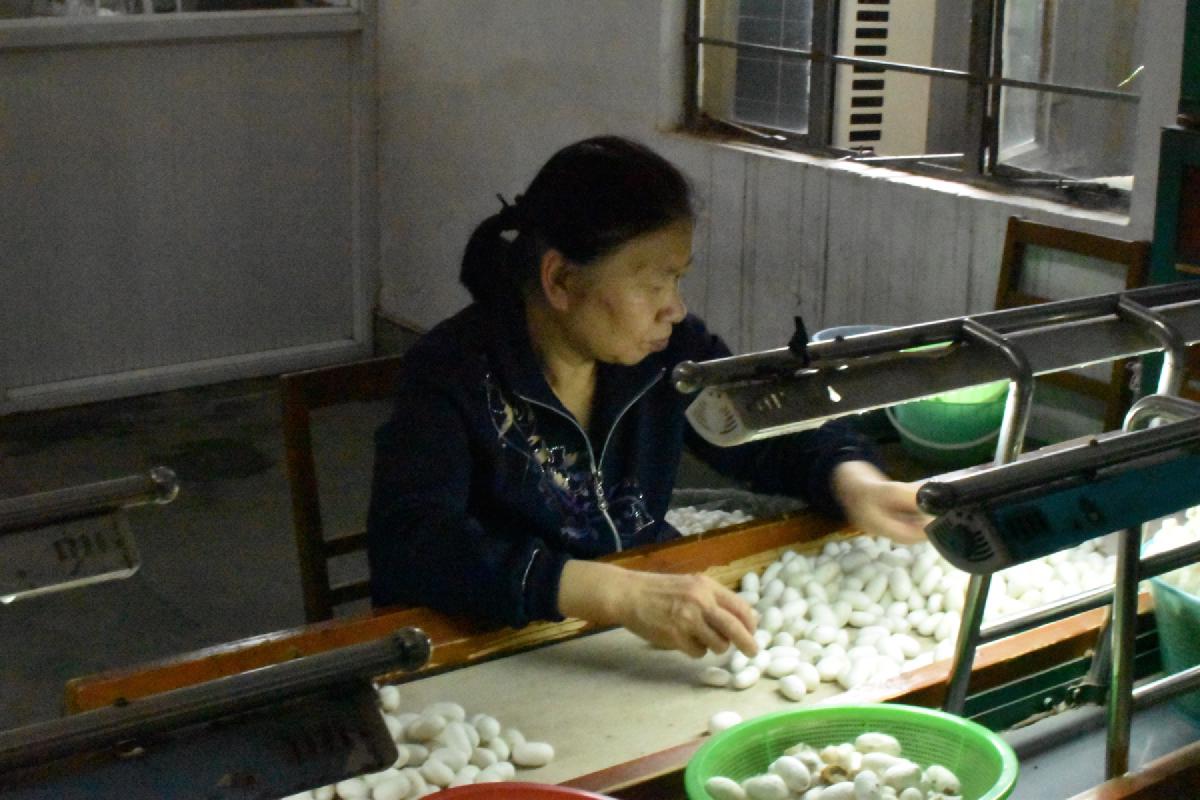 A woman in a dark jacket sorts white silkworm cocoons at a workbench in a silk factory, green baskets beside her