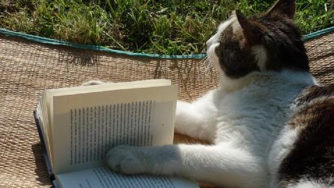 A cat lounging in a hammock with a paw on an open book, looking off into the grass